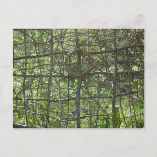 Stick Fence Postcard