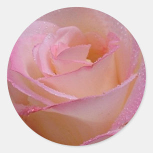 Sticker Beautiful Pink Rose