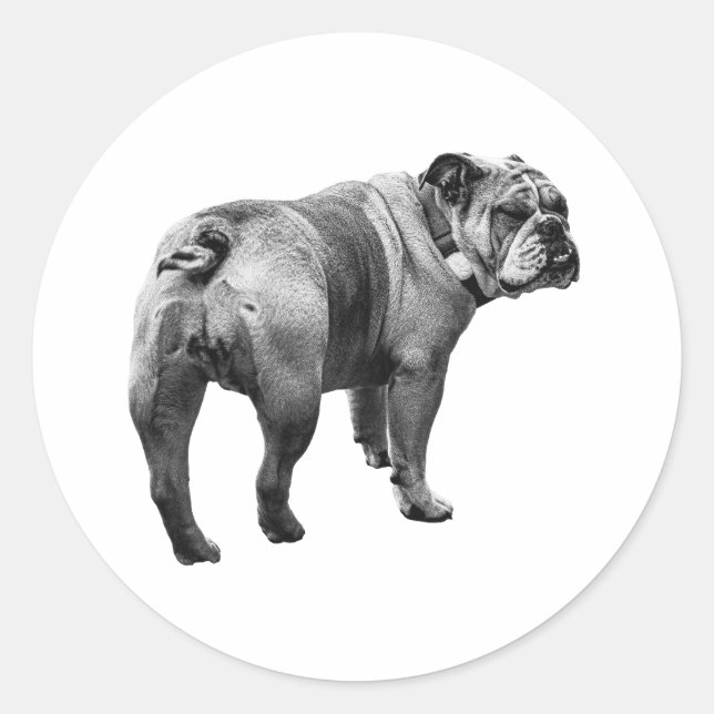 Sticker Bulldog, Friendly Glance (Front)