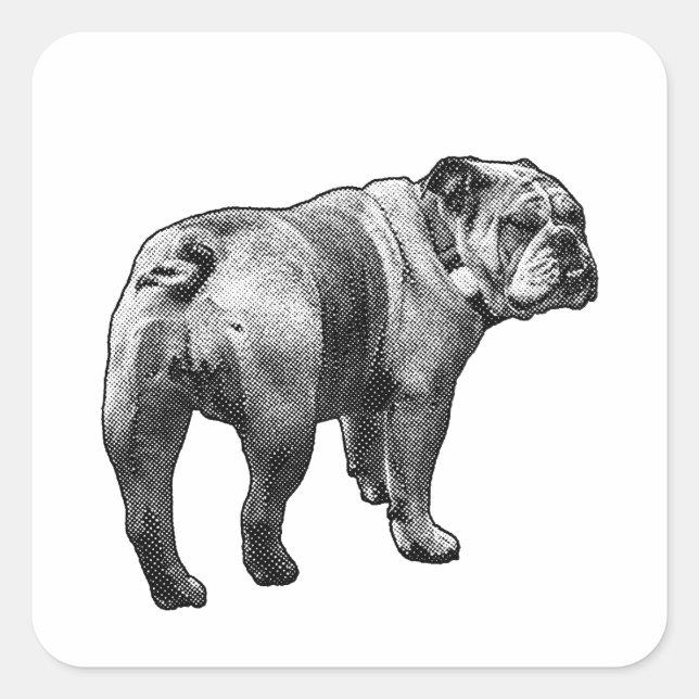 Sticker Bulldog, Friendly Glance (Front)