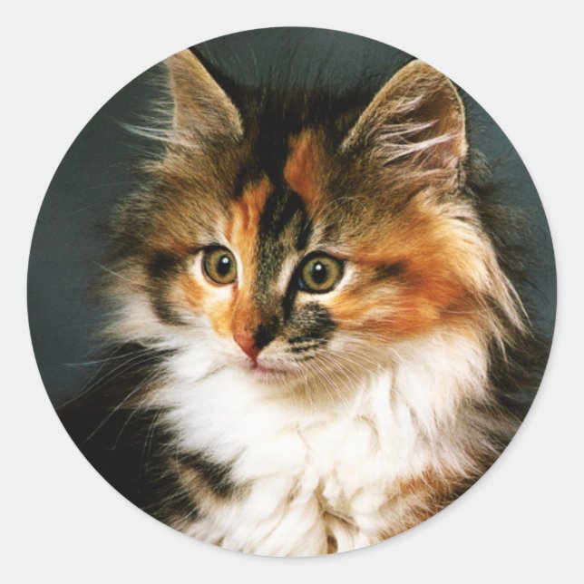Sticker-Calico Kitten Classic Round Sticker (Front)