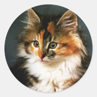 Sticker-Calico Kitten Classic Round Sticker