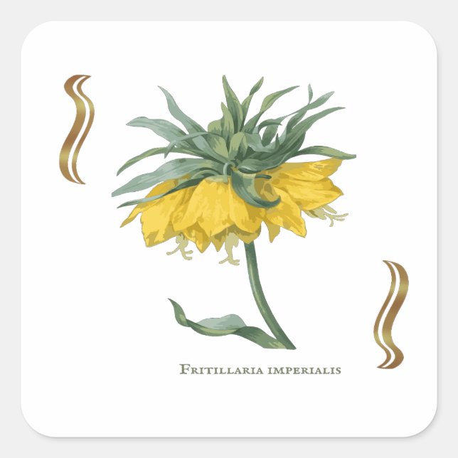 Sticker carré Fritillaria imperialis  (Front)