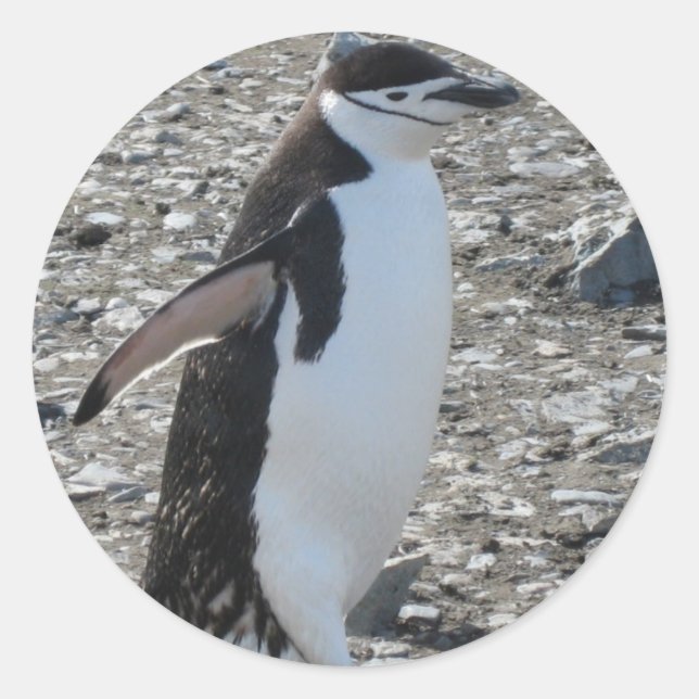 Sticker: Chinstrap Penguin Classic Round Sticker (Front)