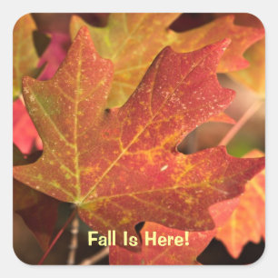 Sticker: Colours Of Fall (Square) Square Sticker