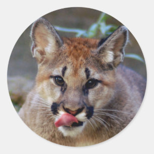 Sticker-cougar-cub10x10 Classic Round Sticker