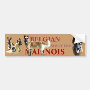 sticker for car belgian shepherd malinois