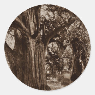 Sticker Genealogy Churchyard Old Yew Tree Stones