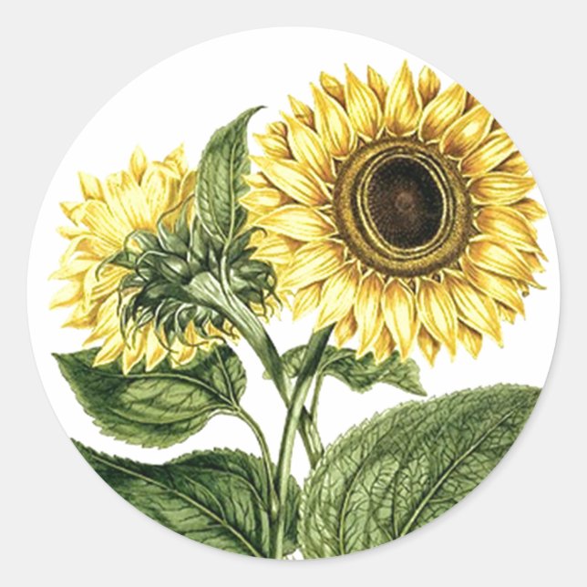 Sticker Heirloom Sunflower Botanical Floral Flower (Front)