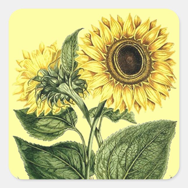 Sticker Heirloom Sunflower Botanical Floral Flower (Front)