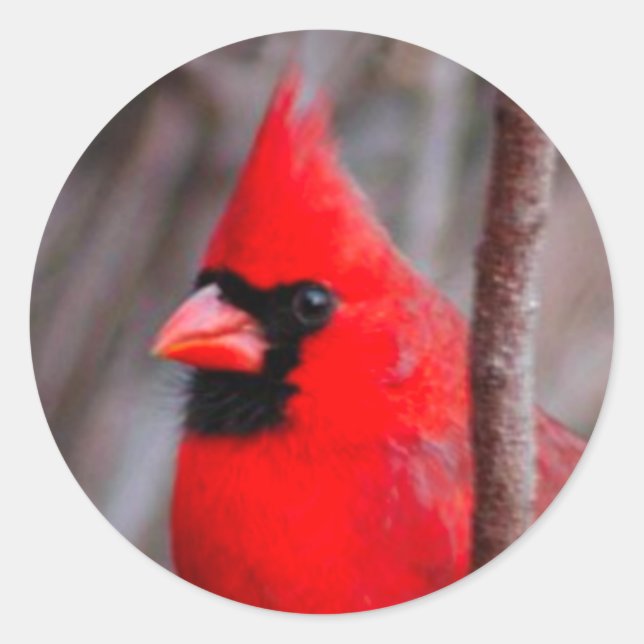 Sticker, male Cardinal red bird, "Chipper's smile" Classic Round Sticker (Front)