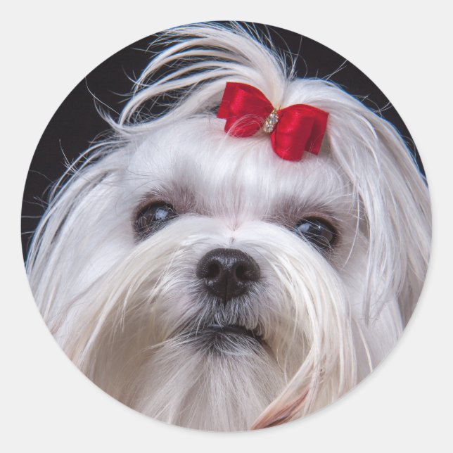 Sticker of maltese small white toy dog (Front)