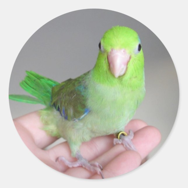 Sticker:  Pacific Parrotlet Classic Round Sticker (Front)