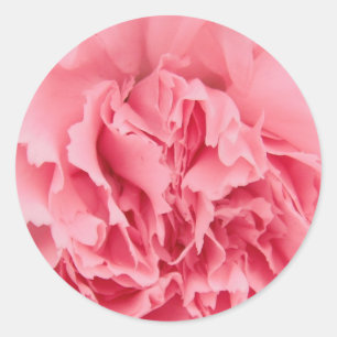 Sticker Pink Carnation Close Up