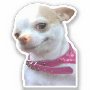 Sticker Pretty Chihuahua Dog Meme