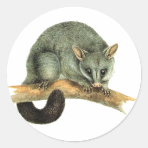 Sticker Sheets - cooroy possum