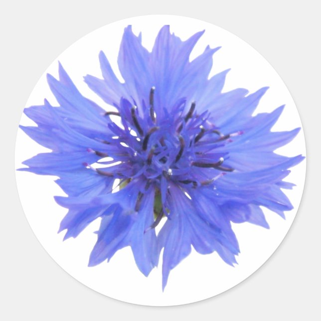 sticker - single blue cornflower  (Front)