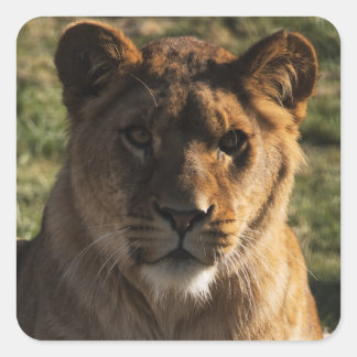 Sticker Stoere Lion - Animal print / Wildlife Desi