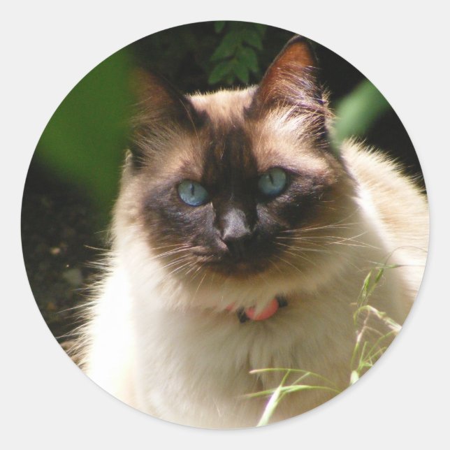 Sticker with beautiful cat (Front)