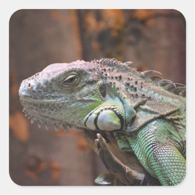 Sticker with colourful Iguana lizard (Front)