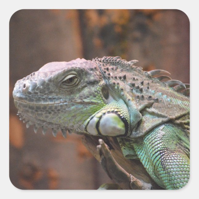 Sticker with colourful Iguana lizard (Front)