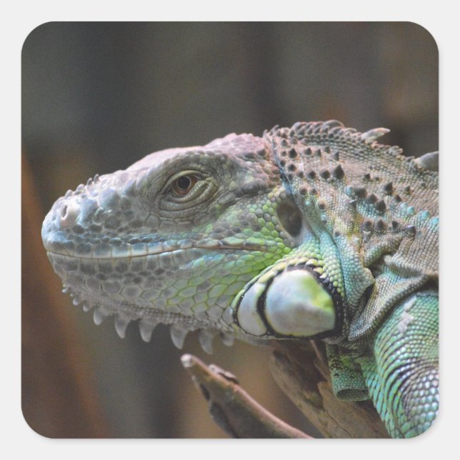 Sticker with head of colourful Iguana lizard (Front)