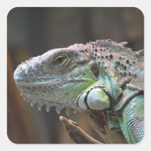 Sticker with head of colourful Iguana lizard