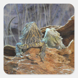 Sticker with two curious lizards