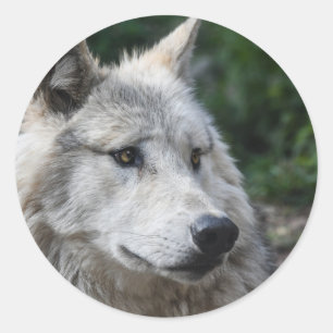 Sticker wolf