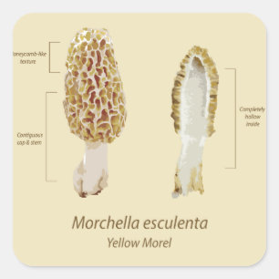 Sticker Yellow Morel Morchella esculenta