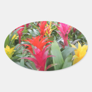 Stickers - Bromeliad Forest