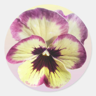 Stickers - Burgundy Blotch Pansy