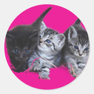 Stickers cat lovers