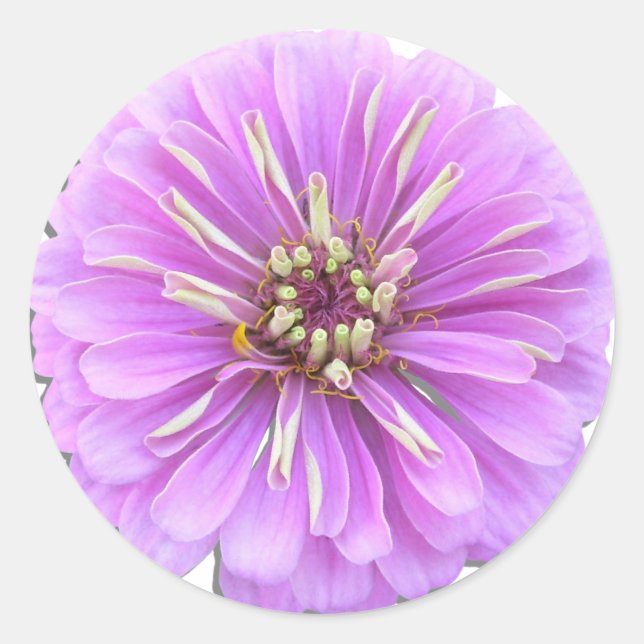 Stickers - Lilac Zinnia (Front)