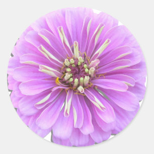 Stickers - Lilac Zinnia