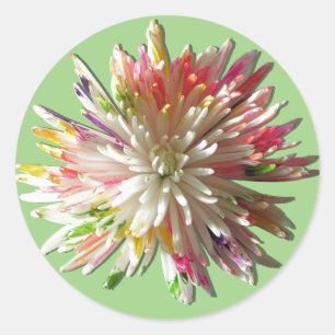 Stickers - Painted White Spider Mum