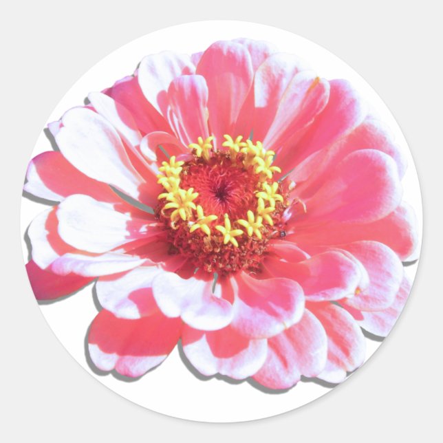 Stickers - Pink Zinnia (Front)