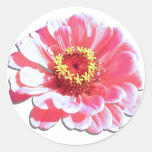 Stickers - Pink Zinnia