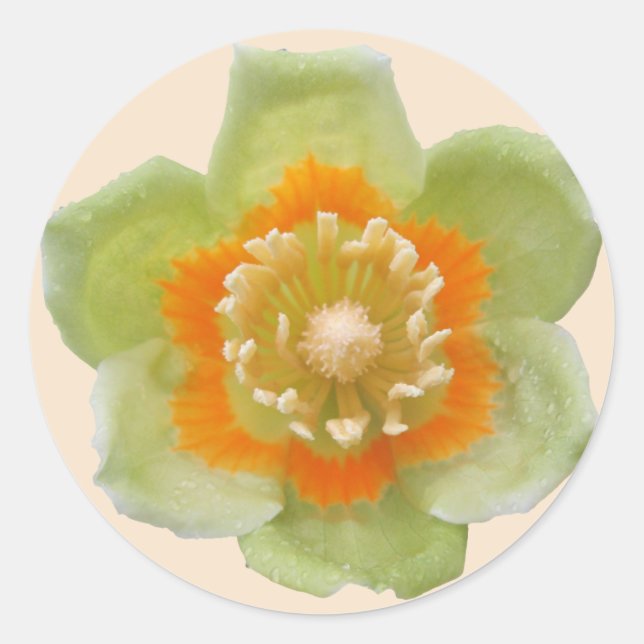 Stickers - Tulip Poplar Tulip on Cream (Front)