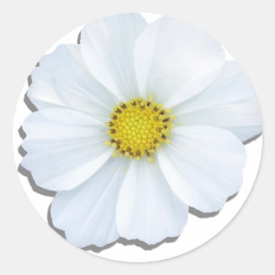 Stickers - White Cosmos