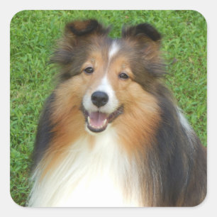 stickers with smiling sheltie
