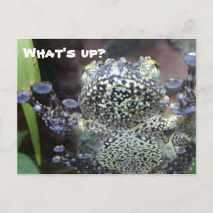 Sticky Frog Just Saying Hello Postcard