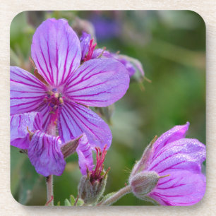 Sticky geranium wildflowers coaster