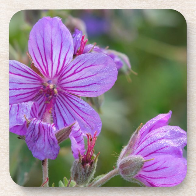 Sticky geranium wildflowers coaster (Front)