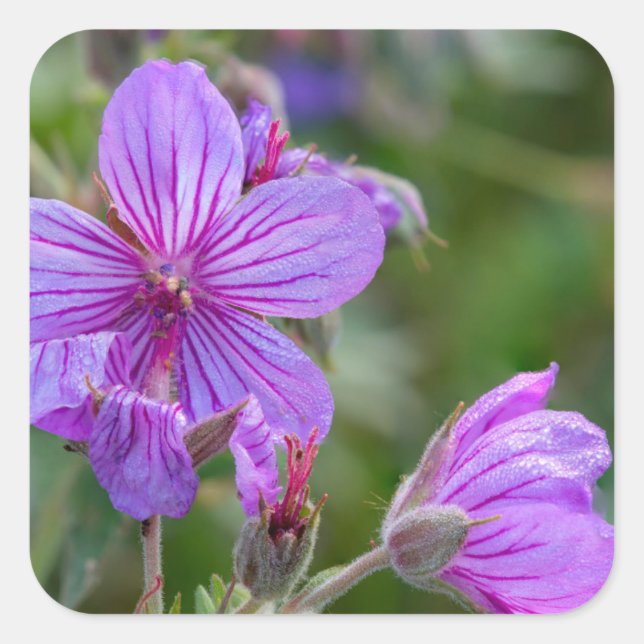 Sticky geranium wildflowers square sticker (Front)