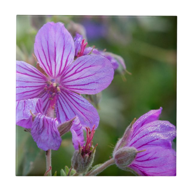 Sticky geranium wildflowers tile (Front)