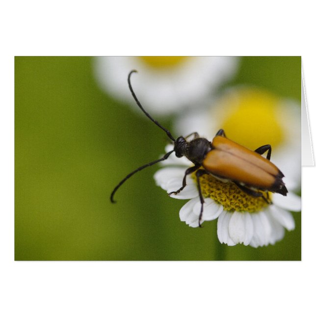 Stictoleptura rubra (Front Horizontal)