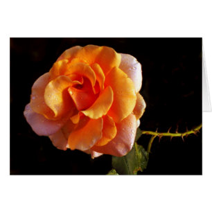 Still A Rose