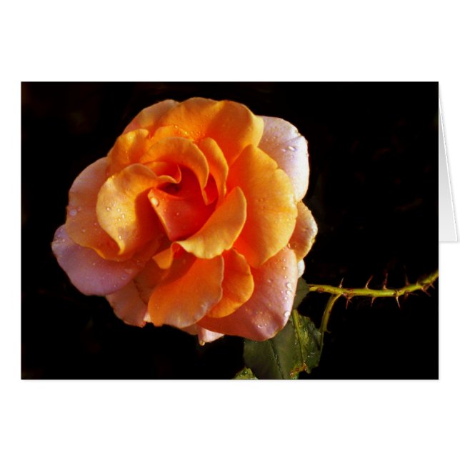 Still A Rose (Front Horizontal)