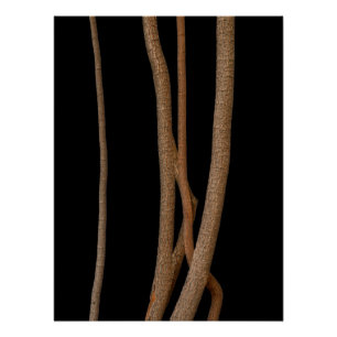 Still Life Fine Art Photograph Poster